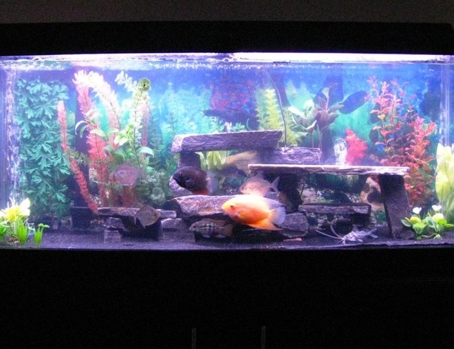 55 gallons freshwater fish tank (mostly fish and non-living decorations) - 55 Gallon Freshwater Tank