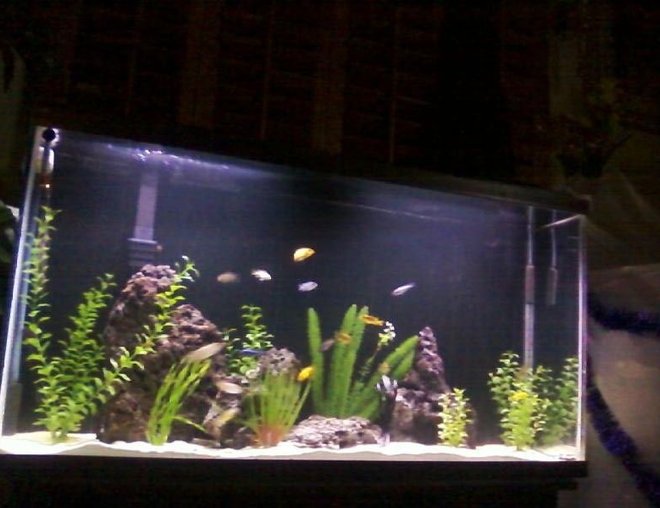 60 gallons freshwater fish tank (mostly fish and non-living decorations) - aquamania
