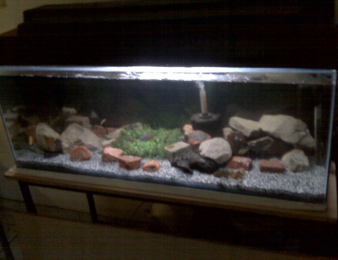 55 gallons freshwater fish tank (mostly fish and non-living decorations) - almost done just a few more plants