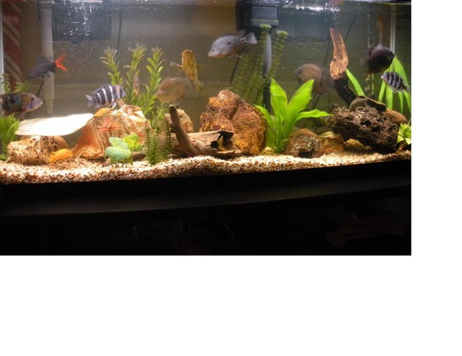 55 gallons freshwater fish tank (mostly fish and non-living decorations) - My 55 mixed cichlid community.