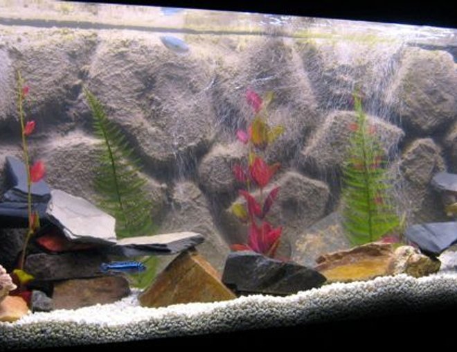 55 gallons freshwater fish tank (mostly fish and non-living decorations) - Jack Dempsey, Firemouth, Gouramis, Dinosaur Eel, African Cichlids, Tetra Whisper EX70 Power Filter, Dual 48" Flourecent lighting 20k blue/white bulb and standard aquarium bulb , Typical Heater. Assorted stone, Fake plants, DIY background.  Powerhead to Undergravel filter.