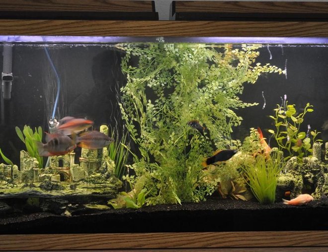 55 gallons freshwater fish tank (mostly fish and non-living decorations) - 55 gallon glass tank with base and standard lighting.  Fluval 305 filter, black sand and mostly standard, readily available decoration.