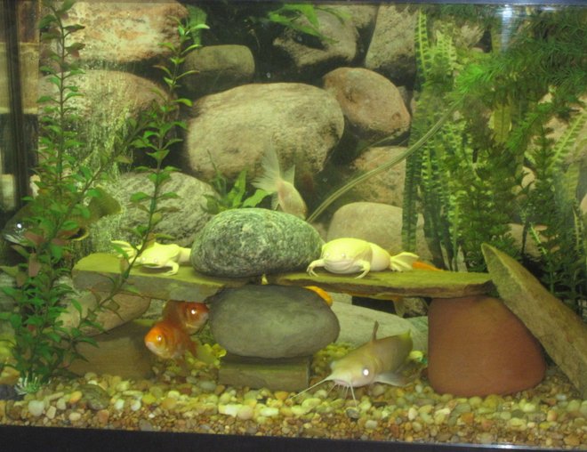 55 gallons freshwater fish tank (mostly fish and non-living decorations) - everybody pose for pictures,if your shy hide