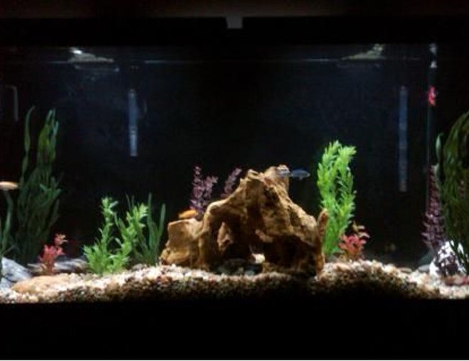 60 gallons freshwater fish tank (mostly fish and non-living decorations)
