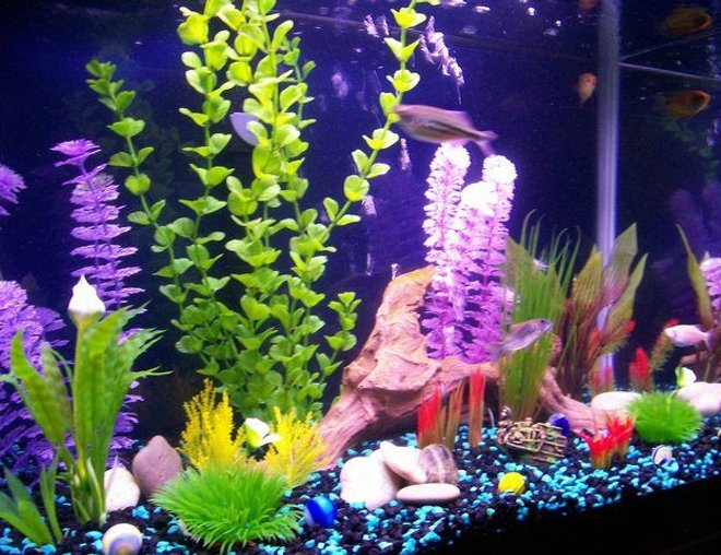 20 gallons freshwater fish tank (mostly fish and non-living decorations) - Here is a better photo it shows the colors better. thanks for looking!Your comments are welcome!!!!!