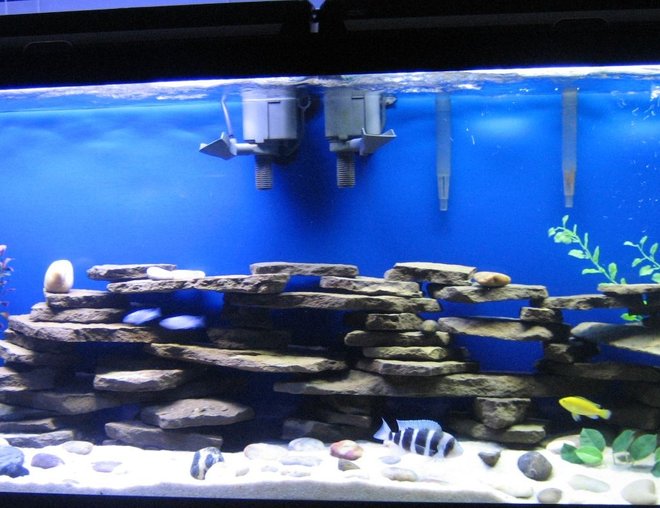 55 gallons freshwater fish tank (mostly fish and non-living decorations) - my 55