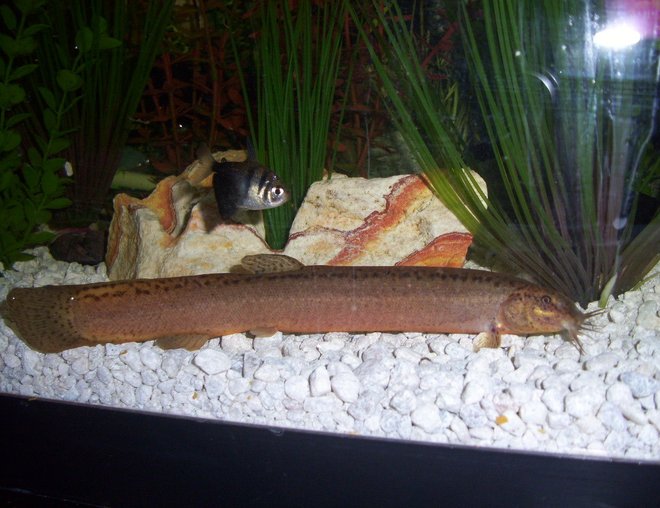 55 gallons freshwater fish tank (mostly fish and non-living decorations) - my 9'' weather loach