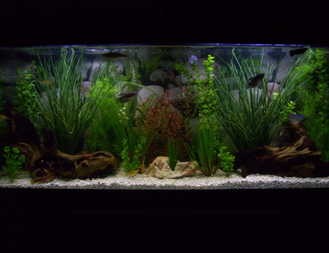 55 gallons freshwater fish tank (mostly fish and non-living decorations) - 55g community freshwater