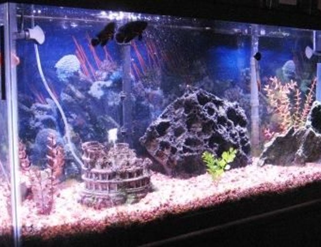 55 gallons freshwater fish tank (mostly fish and non-living decorations) - Tank has undergravel filter with 2 Penguin 550 powerheads.  One on each corner, also with a 60 gallon chemical filter that hangs on the back of the tank.  200 watt stealth heater.