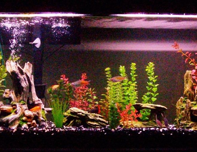 55 gallons freshwater fish tank (mostly fish and non-living decorations)