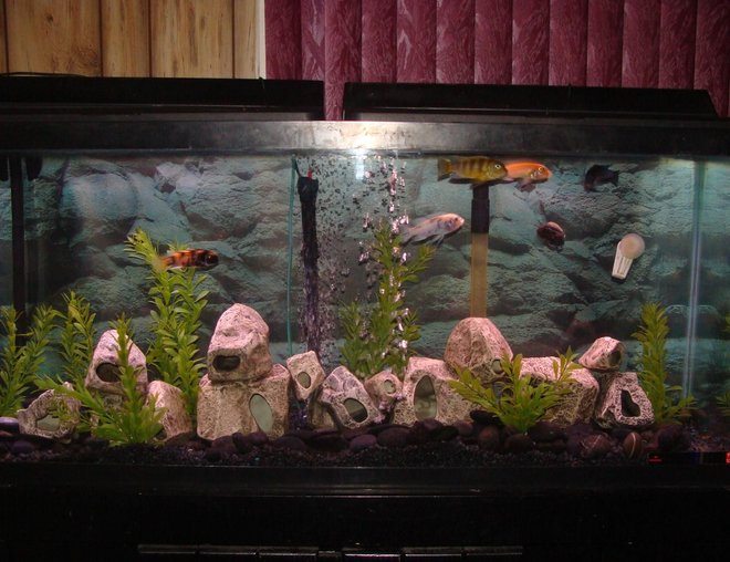 55 gallons freshwater fish tank (mostly fish and non-living decorations) - fish tank