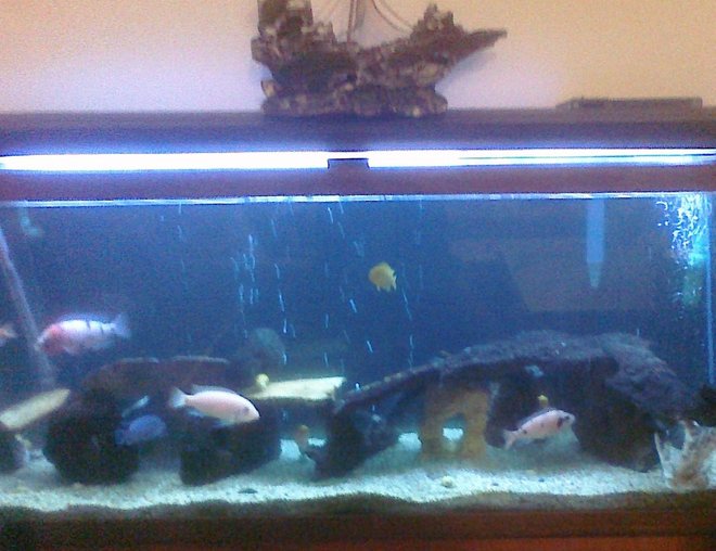 55 gallons freshwater fish tank (mostly fish and non-living decorations) - the tank