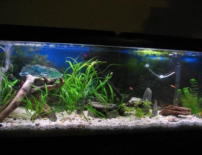55 gallons freshwater fish tank (mostly fish and non-living decorations) - updated with all 25 fish