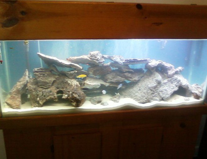 55 gallons freshwater fish tank (mostly fish and non-living decorations) - Fish Tank