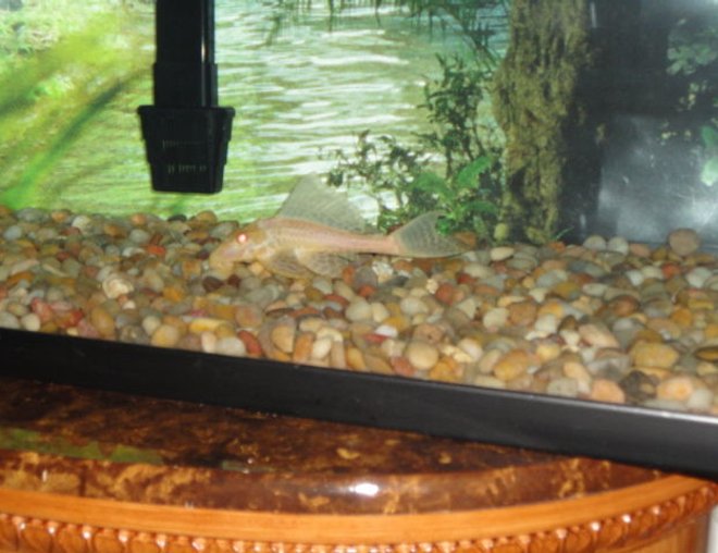 60 gallons freshwater fish tank (mostly fish and non-living decorations) - Albino Sailfin Pleco