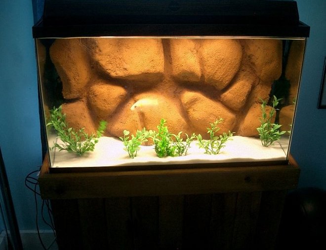 55 gallons freshwater fish tank (mostly fish and non-living decorations) - New DIY 3d background