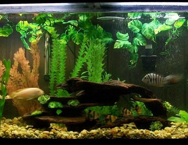 55 gallons freshwater fish tank (mostly fish and non-living decorations) - My 55 gal tank