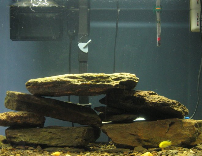 55 gallons freshwater fish tank (mostly fish and non-living decorations) - my cichlid tank
