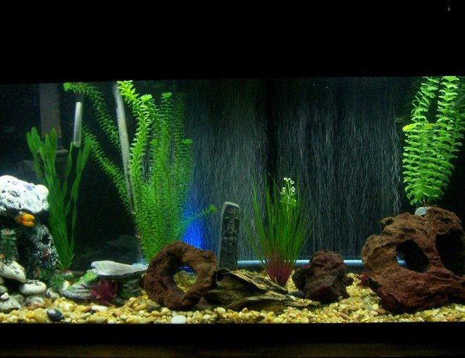 55 gallons freshwater fish tank (mostly fish and non-living decorations) - 55 Gallon Brackish Water