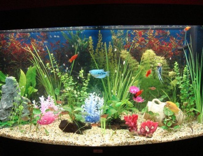 55 gallons freshwater fish tank (mostly fish and non-living decorations) - old photo of my current tank, how it was first set up