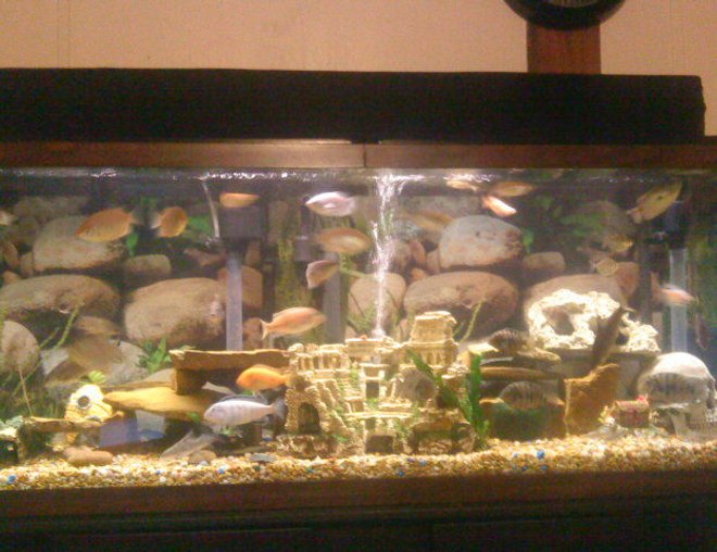 55 gallons freshwater fish tank (mostly fish and non-living decorations) - My Tank