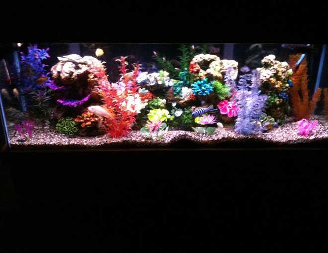 55 gallons freshwater fish tank (mostly fish and non-living decorations) - 55 GALLON