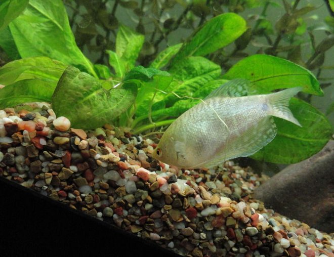 55 gallons freshwater fish tank (mostly fish and non-living decorations) - platinum gourami three spot