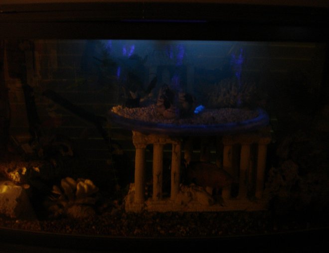 60 gallons freshwater fish tank (mostly fish and non-living decorations) - with black light burning & with accent light--(hard to capture without proper camera)