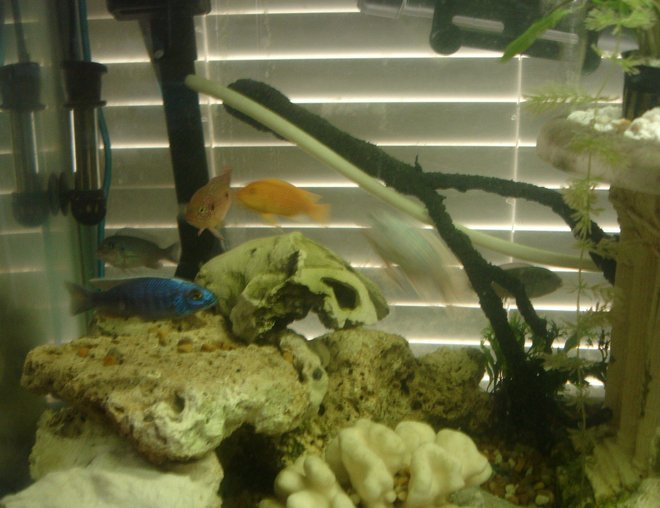 60 gallons freshwater fish tank (mostly fish and non-living decorations) - A get together for a group photo. Of course not everyone decided to show!!