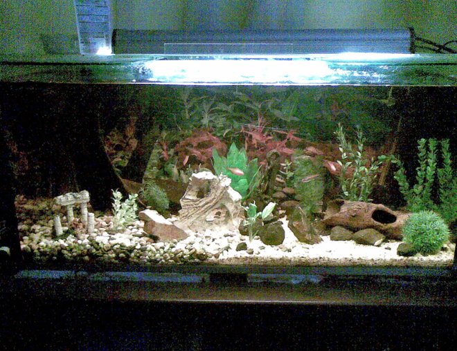 55 gallons freshwater fish tank (mostly fish and non-living decorations) - My tetra tank