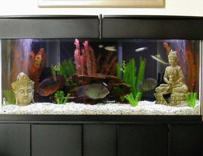 55 gallons freshwater fish tank (mostly fish and non-living decorations) - 55 Gallon Community tank with Asian flair.