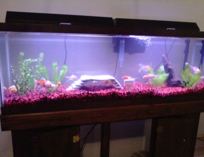 55 gallons freshwater fish tank (mostly fish and non-living decorations) - Phase 1....I know it's cheesy