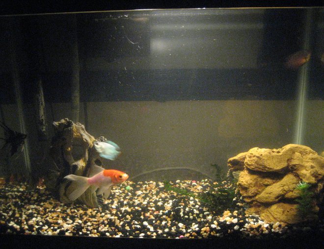 20 gallons freshwater fish tank (mostly fish and non-living decorations) - my 20 gal. fish tank.