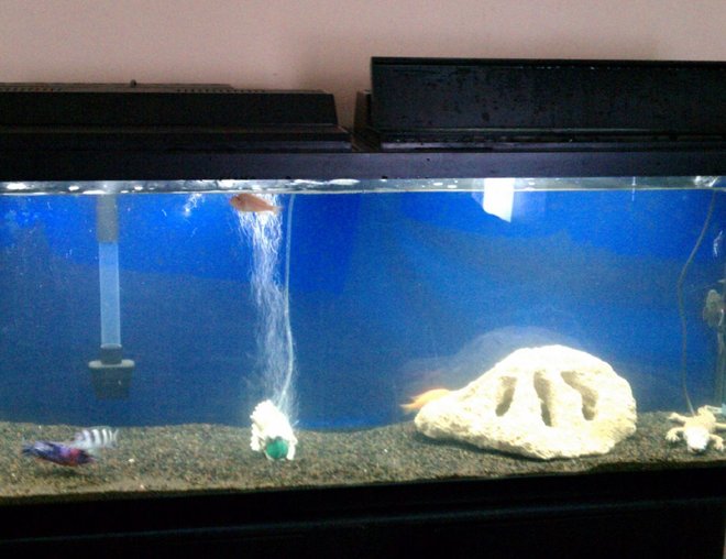 55 gallons freshwater fish tank (mostly fish and non-living decorations) - 55 gal