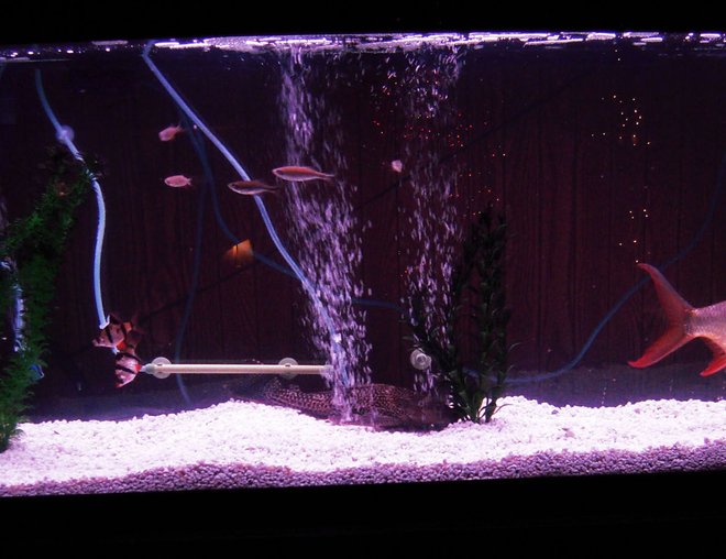 55 gallons freshwater fish tank (mostly fish and non-living decorations) - new 55g setup with 14yr old finfoil barb