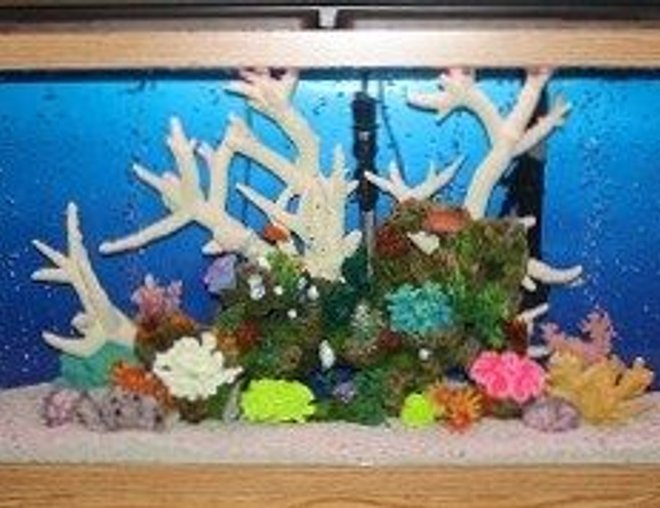 55 gallons freshwater fish tank (mostly fish and non-living decorations) - My Cichlid tank about two weeks into it. It contains two Electric Yellow Labidochromis Cichlids, two Blue Kenyi African Cichlids, two Zebra African Cichlids, one Plecostomus, & one Gold Mystery Snail. I can't wait to add more!