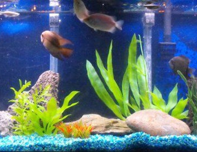55 gallons freshwater fish tank (mostly fish and non-living decorations) - My new world cichlid tank.