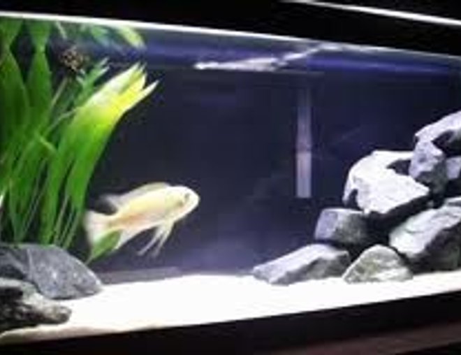 20 gallons freshwater fish tank (mostly fish and non-living decorations) - this is one of my son tank