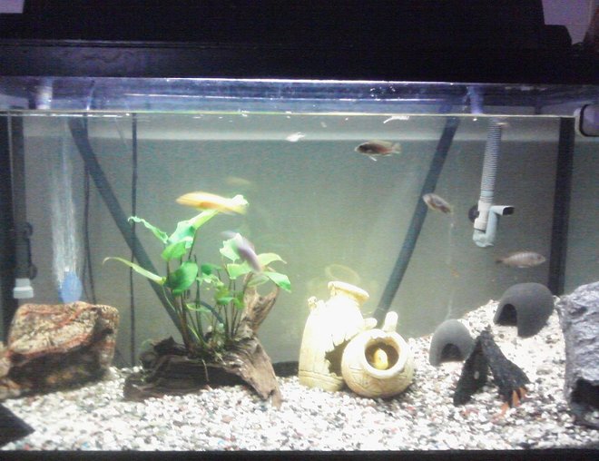 55 gallons freshwater fish tank (mostly fish and non-living decorations) - 1 year old