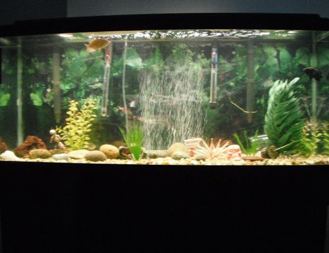 55 gallons freshwater fish tank (mostly fish and non-living decorations) - 55 gallon Tank 2 oscars, ghost knife fish