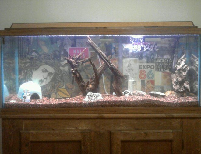 55 gallons freshwater fish tank (mostly fish and non-living decorations) - Lights on. Not glamorous, but not exactly fugly for a hand-me-down tank...