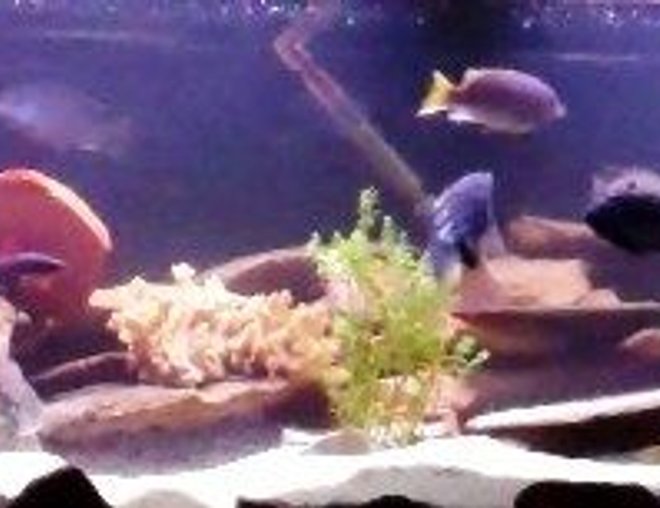 55 gallons freshwater fish tank (mostly fish and non-living decorations) - 125 gallon tank w/21 mixed cichids. Why? Because I was told not too. I never have been good at listening to directions. Oh yea 2 Rainbow Sharks 1 Algae eater and 1 Cherry Loach(test)...if he's still alive \'ve not seen em in 2 weeks. THIS IS ONLY A THIRD OF TANK  :(