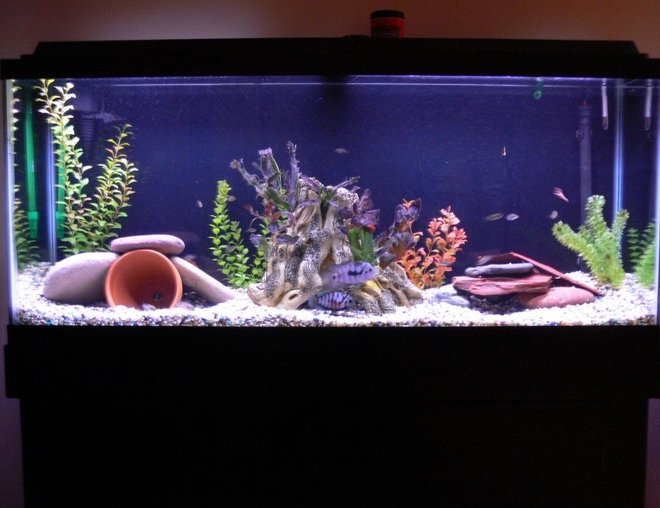 55 gallons freshwater fish tank (mostly fish and non-living decorations) - 55 gal freshwater tank.