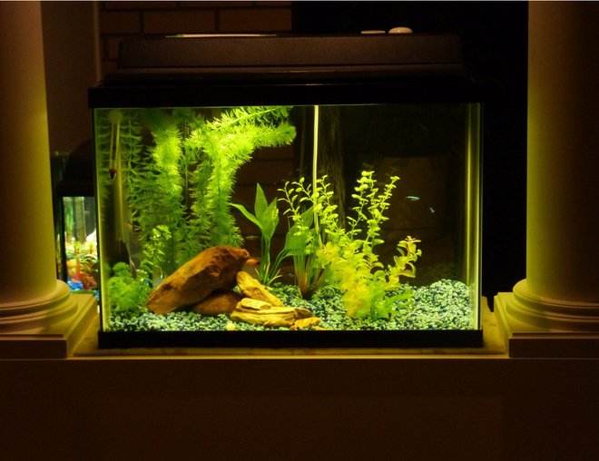 20 gallons freshwater fish tank (mostly fish and non-living decorations) - I made the mistake of buying a poor quality tank, filter, gravel, plants, everything. Believe me, I ended up spending way more than I could have if I'd started with the best.