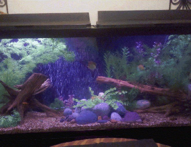 55 gallons freshwater fish tank (mostly fish and non-living decorations) - First Big Tank. Yes I know compared to the a lot of other tanks, this one is tiny.  LoL