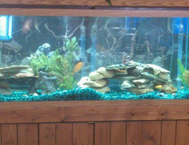 55 gallons freshwater fish tank (mostly fish and non-living decorations) - New setup, I need new gravel, I dont like the green what color should I go with ?