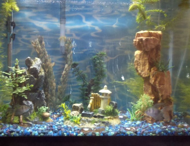 20 gallons freshwater fish tank (mostly fish and non-living decorations) - 20gal high 3 algae eaters 5 tetras