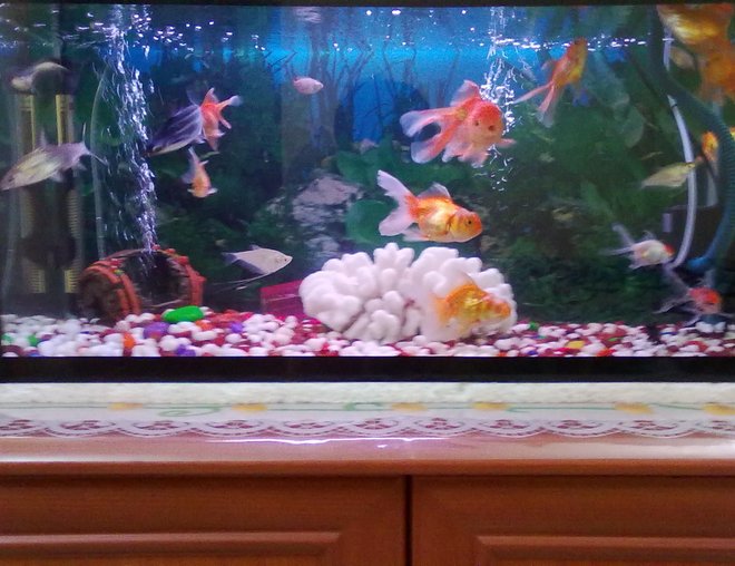freshwater fish tank (mostly fish and non-living decorations) - This is my freshwater tank of 40gal which includes 8 Goldfish,1 black moore,2 blackghost,3 neon,1 bala shark,2 Koi.I m using top filter for filtration,150watts heater, and fluorescent light of 20watts.