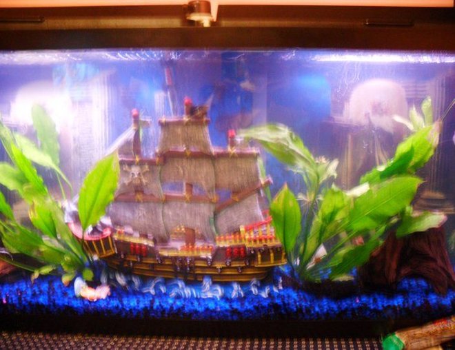 55 gallons freshwater fish tank (mostly fish and non-living decorations) - My tank