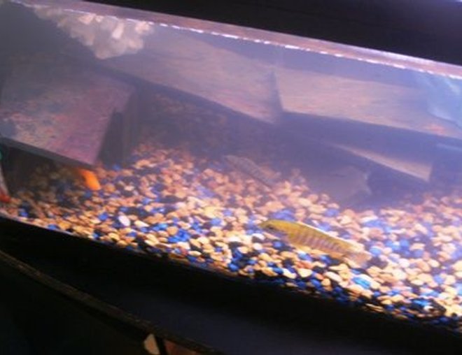 20 gallons freshwater fish tank (mostly fish and non-living decorations) - 20gal cichlid tank